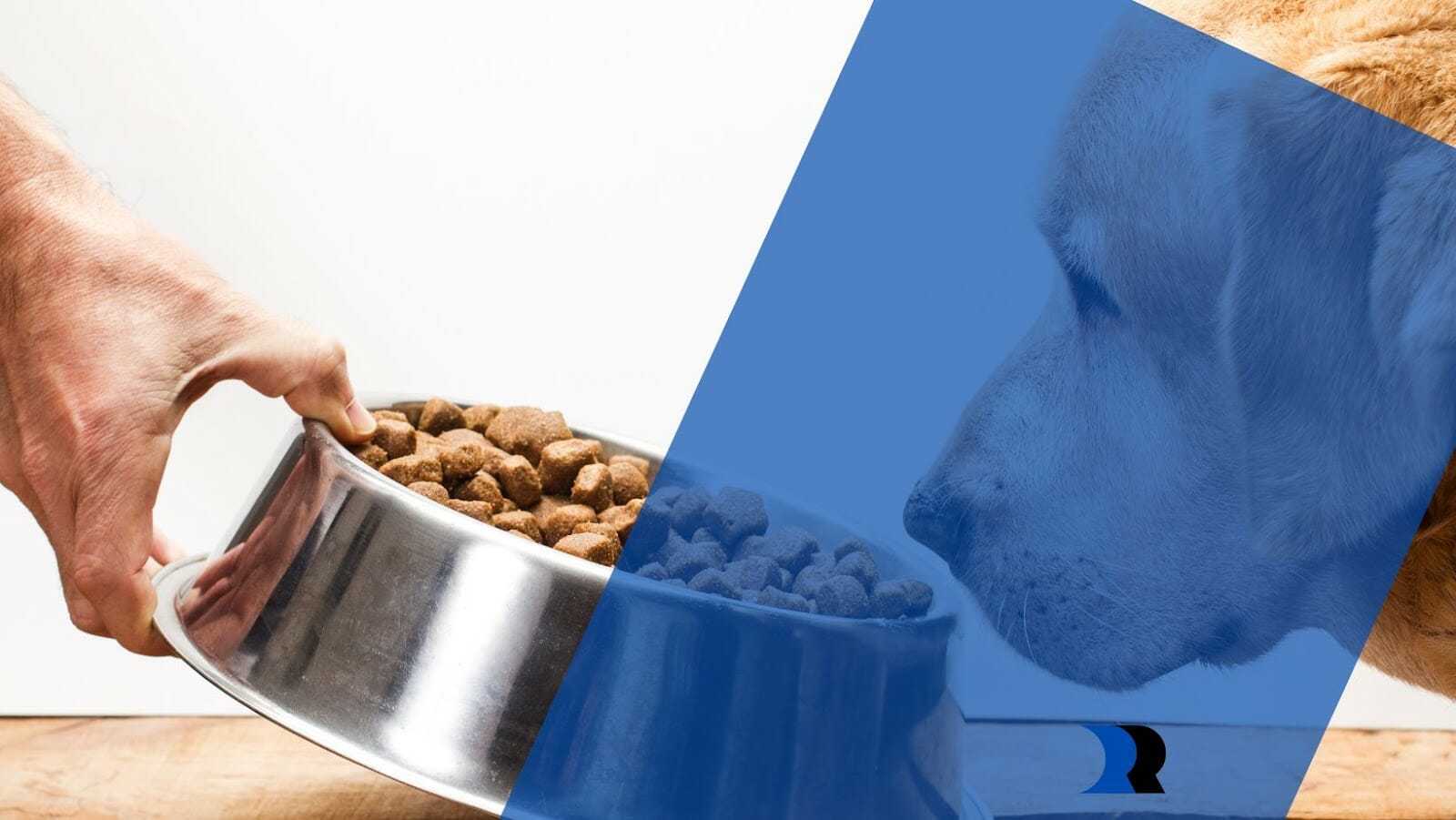 How to Choose the Right Dog Food for Your Dog