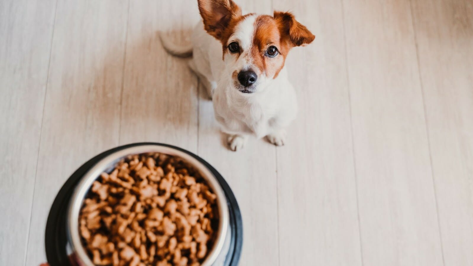 How to Choose the Right Dog Food for Your Dog
