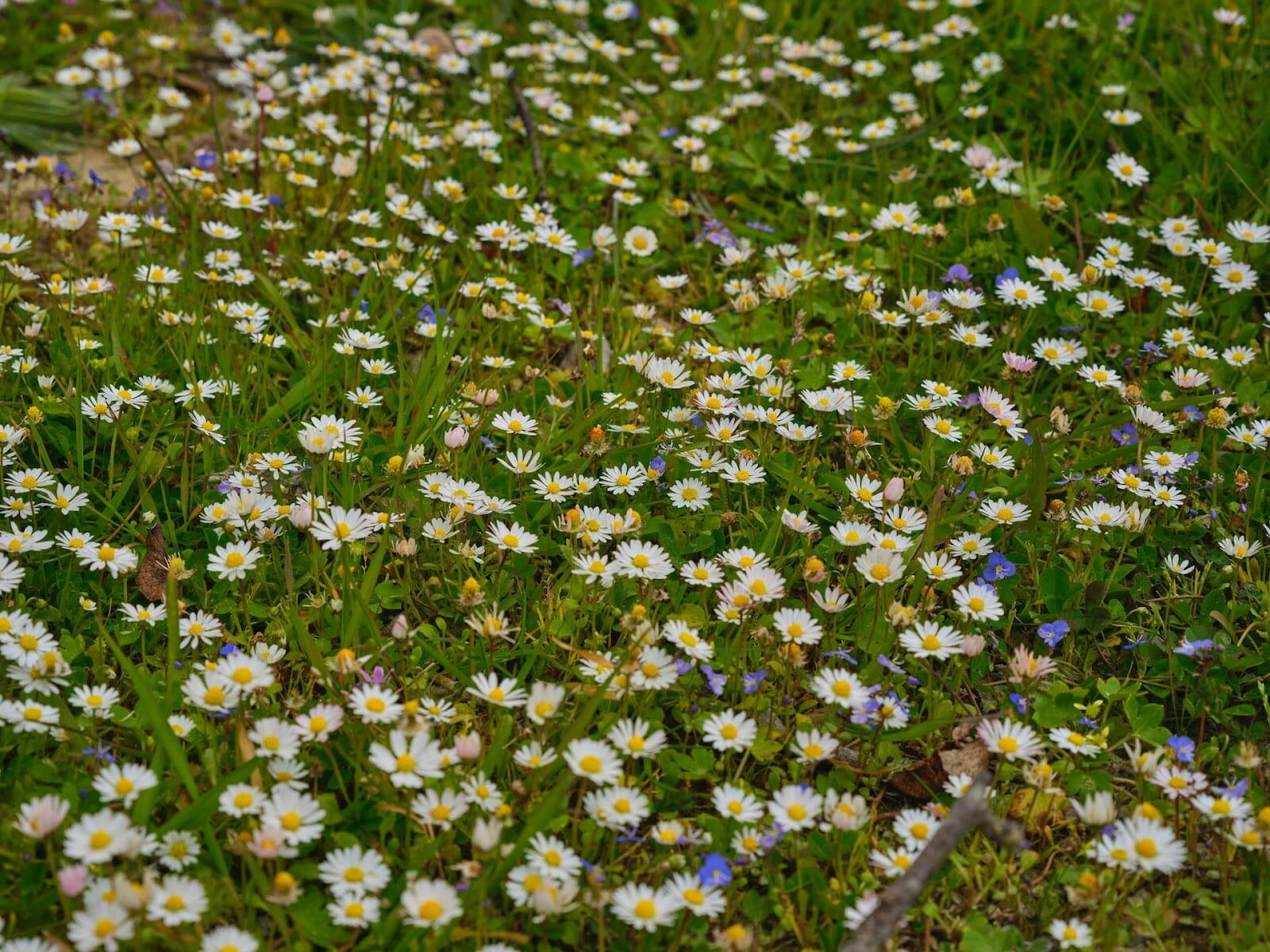 5120x1440p 329 daisies background