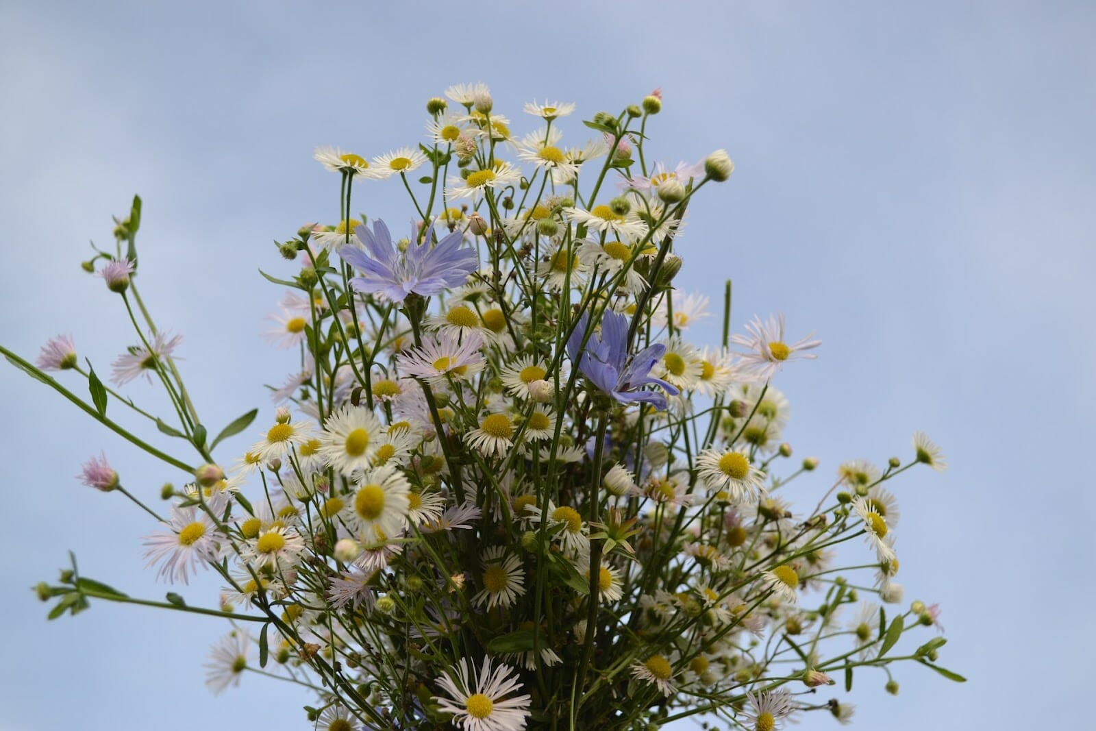 5120x1440p 329 daisies image