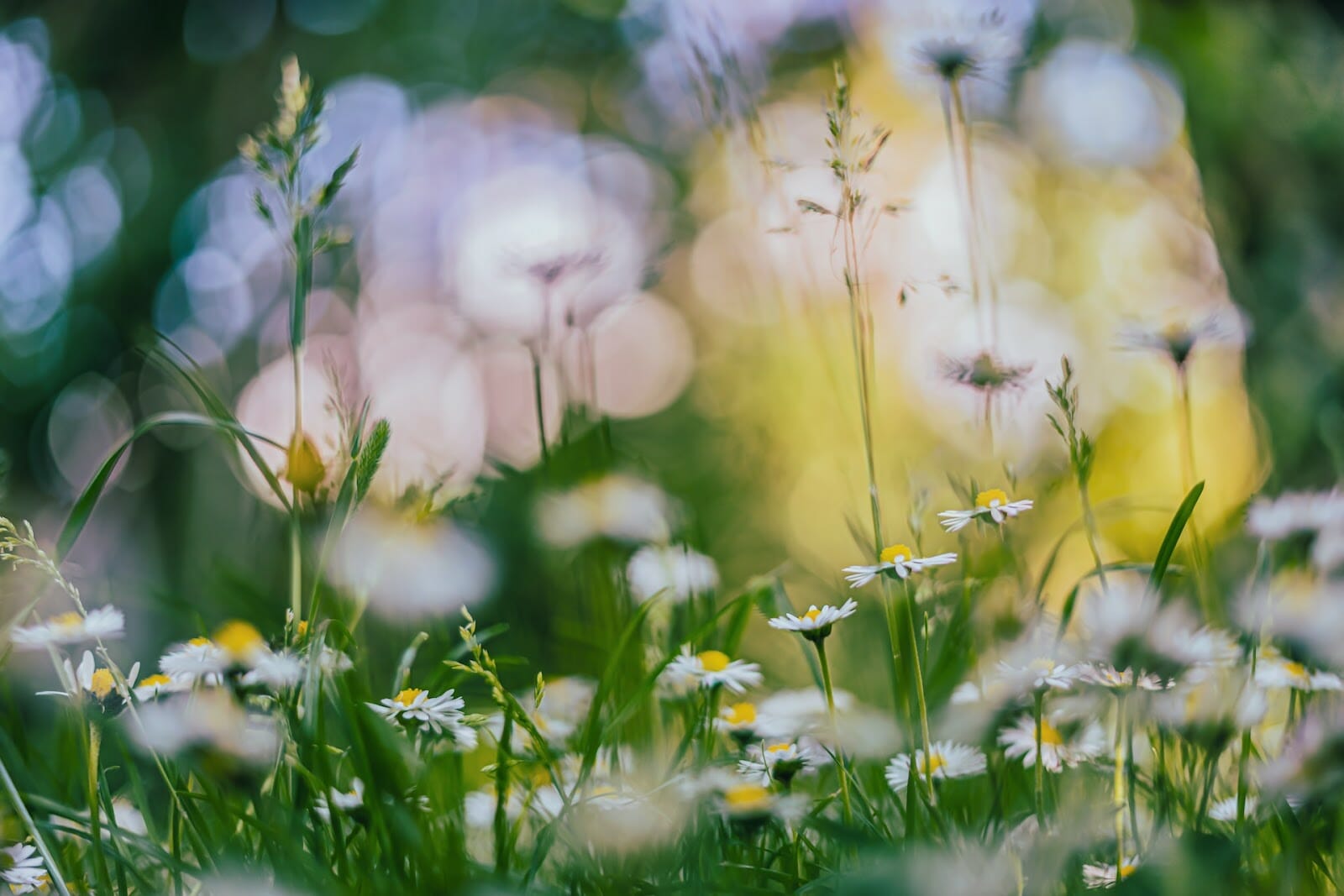 5120x1440p 329 daisies