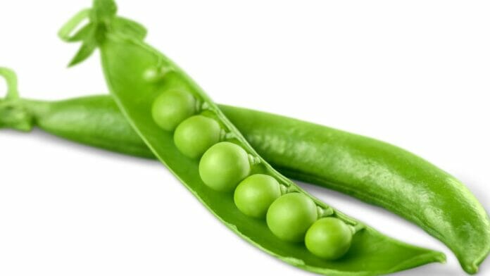 which of the following can be concluded from gregor mendel\'s experiments with pea plants?
