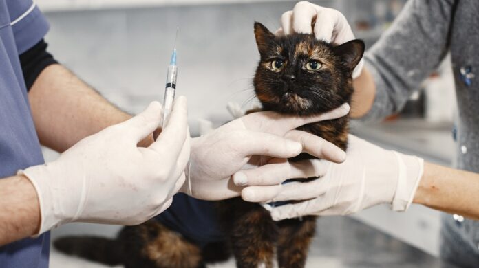 can a cat be neutered and vaccinated at the same time
