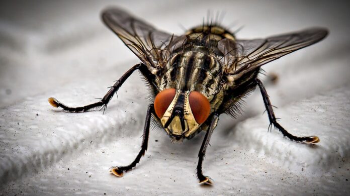 do you eat meals after a fly gets on it?