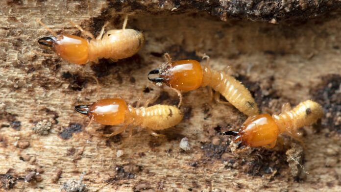 what happens if you find termites after you buy a house