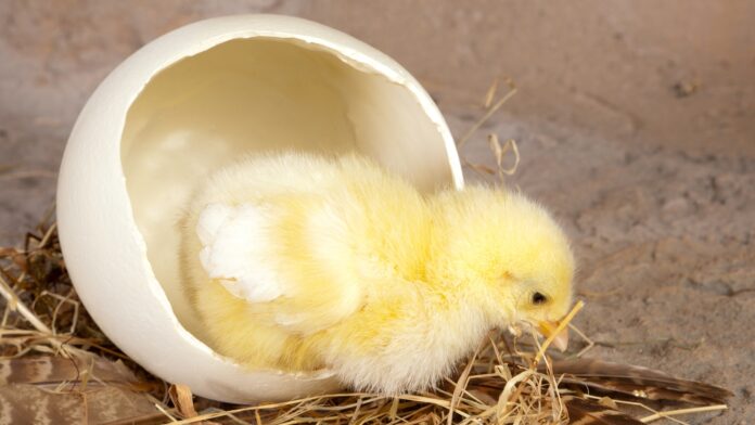 how long does it take a chick to walk after hatching