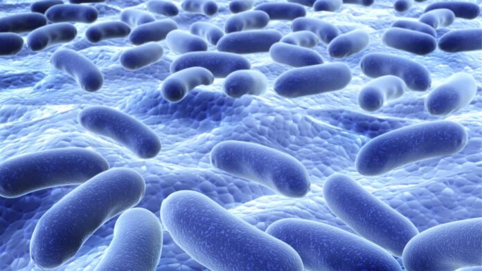 bacterial cultures are easily identified from their microscopic appearance.