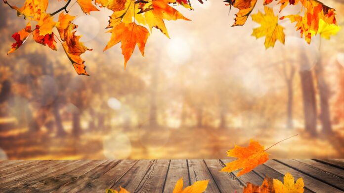 pixel 3 autumn background