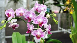 orchids.letseduvate.com